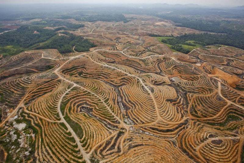 Football fields of biodiverse rainforest cleared every HOUR to grow palm oil.