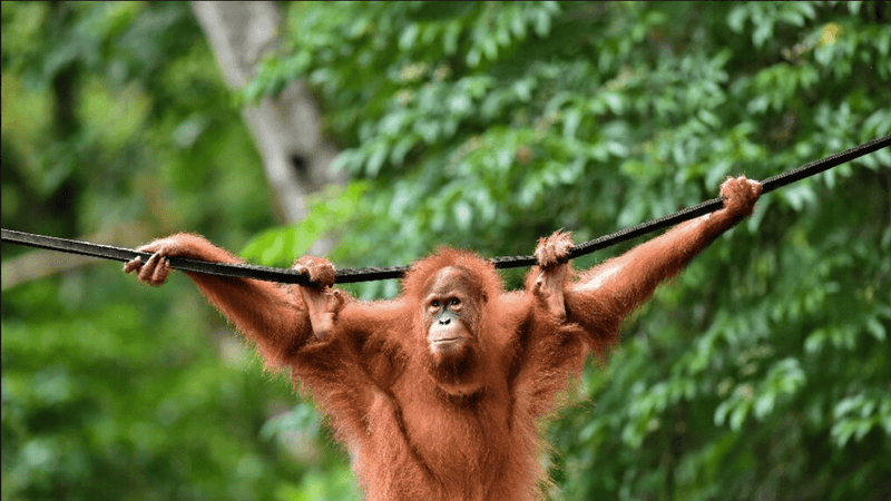 Orangutans killed in Borneo since 1999. Pygmy elephants and Sumatran rhinos o...