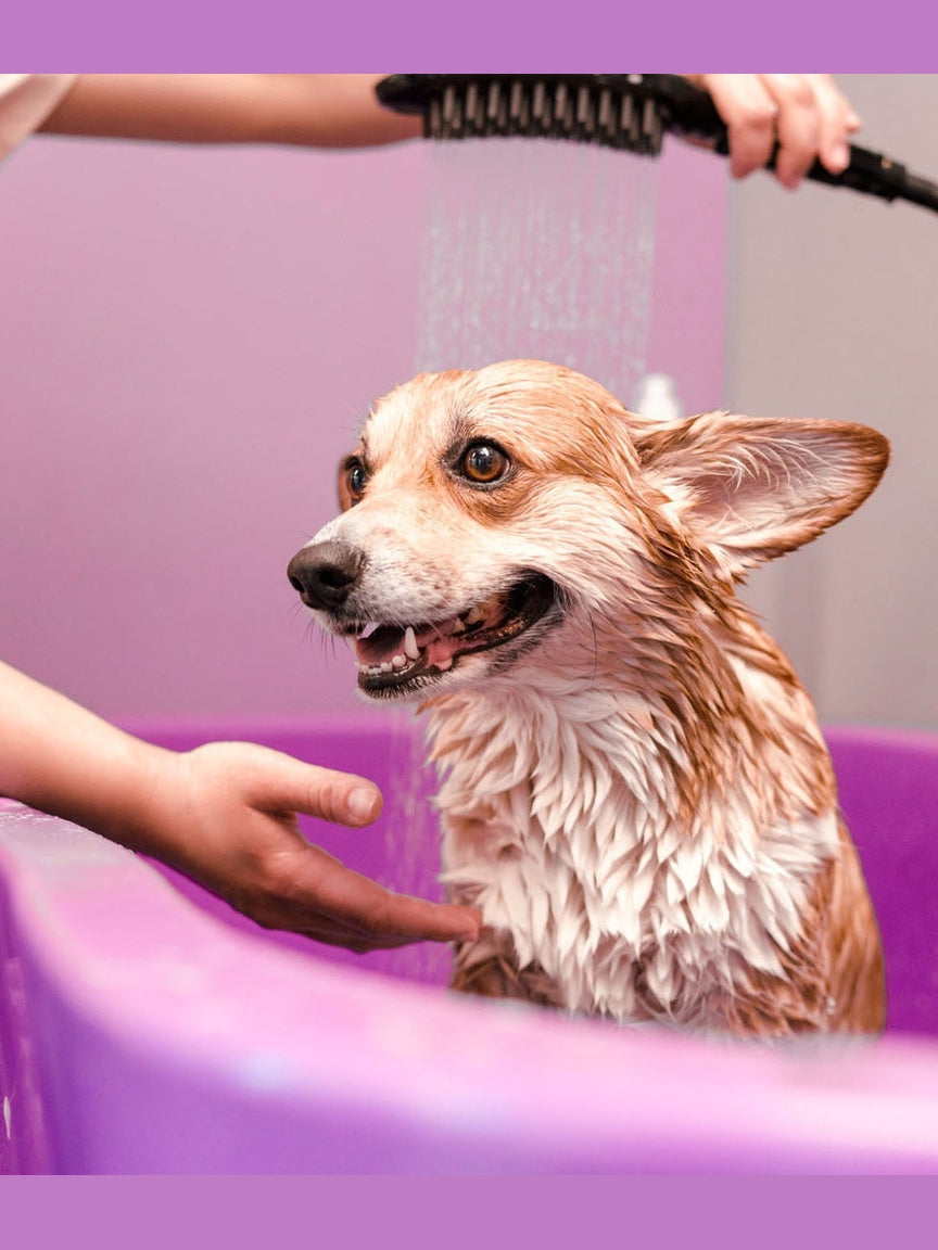 16 oz Foaming Skin Cleanser Empty Bottle