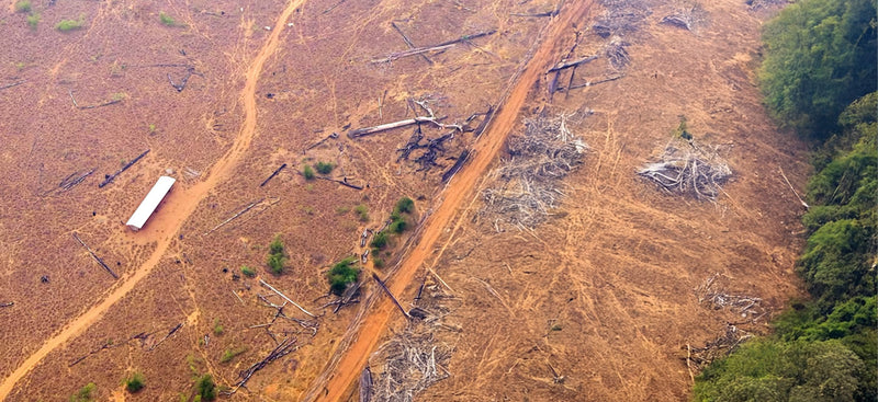 Football fields of biodiverse rainforest cleared every HOUR to grow palm oil.
